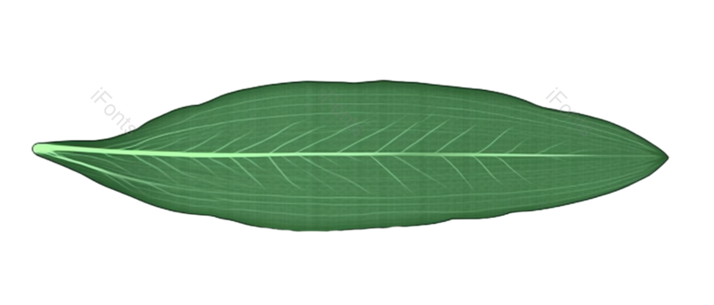 传统图片,端午节元素,粽叶PNG,粽子免抠素材